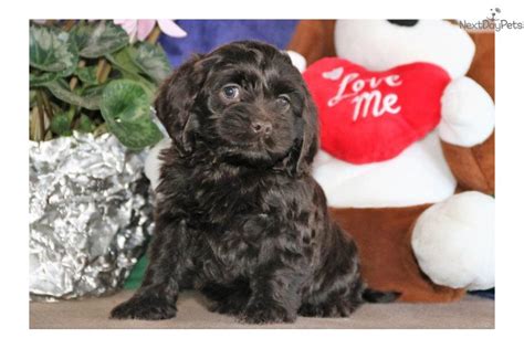 Ginger Am: Cockapoo puppy for sale near Lancaster, Pennsylvania. | ecf79755-8411