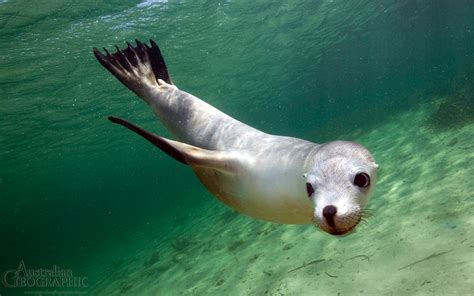 Sea lion, South Australia - Australian Geographic