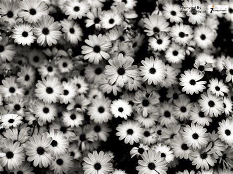 Black And White Daisy Tumblr Wallpapers - Wallpaper Cave