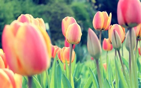 Easter Tulips, HD Flowers, 4k Wallpapers, Images, Backgrounds, Photos and Pictures