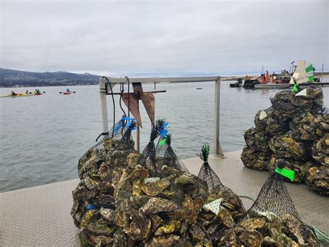 Is the bay clean enough to support commercial shellfish farming ...