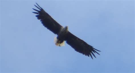 White Tailed Eagle – Ben's Nature Blog