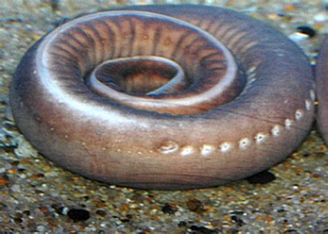 Weird Substances: Hagfish Slime | Hackaday