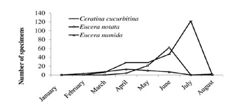 Seasonal changes of the most abundant Apidae species during the study ...