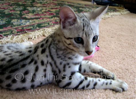 Maliik, beautiful silver spotted F2 Savannah kitten. From Jua Ini Savannahs. Savanna Cat, Kitten ...