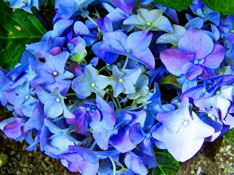 Blue Hydrangea Garden Flower - Free photo on Pixabay - Pixabay