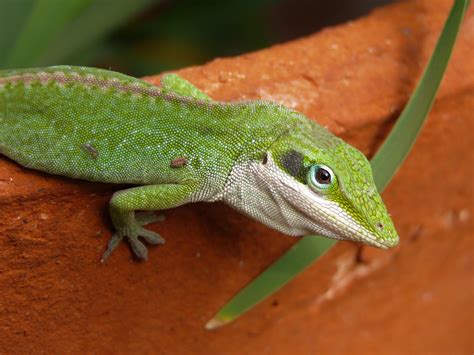 Green Lizard · Free Stock Photo