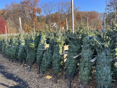 Christmas Tree Season Has Arrived | Smolak Farms