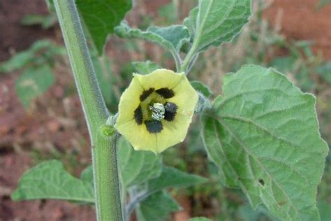 Physalis Facts, Health Benefits and Nutritional Value