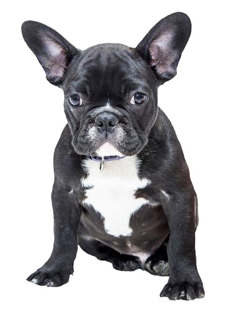 Bulldog PNG Image | French bulldog puppy black, Dog names, Puppies