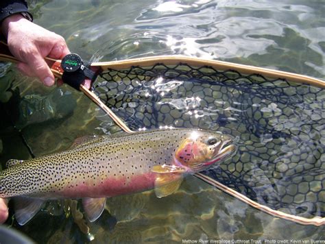 Westslope Cutthroat Trout – Western Native Trout