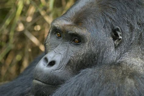 Portrait Of An Eastern Lowland Gorilla Stock Photo - Image of ...