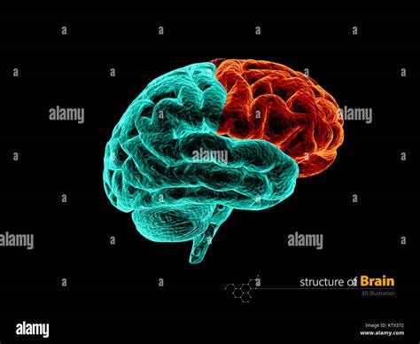 Human brain frontal lobe anatomy structure. Human brain anatomy 3d illustration Stock Photo - Alamy