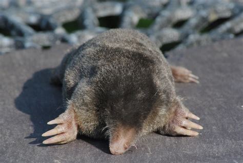 Are Moles Dangerous To Dogs