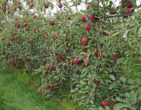 What's In An Apple Cultivar's Name? - Growing Produce