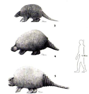 Bone of Giant Armadillo Found at Brazil | Greater Ancestors