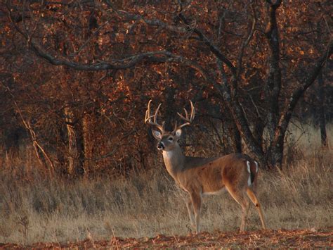 Deer Hunting Desktop Wallpaper - WallpaperSafari