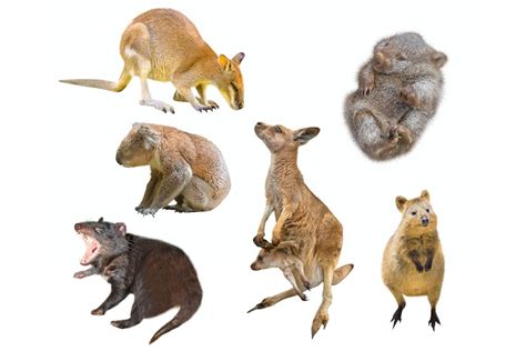 Why Are There So Many Marsupials in Australia? | Live Science