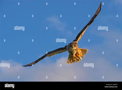 An adult European Eagle-owl flying Stock Photo - Alamy