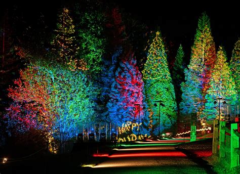 New installations at Bedgebury’s Christmas Light Trail 2022 — 'cene Magazine