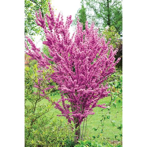 Cercis chinensis 'Avondale' plants | Thompson & Morgan