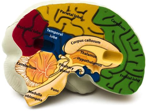 What is the Fourth Ventricle? (with pictures)