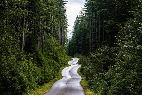 Winding road through the forest Photograph by Jasper Randall - Fine Art ...