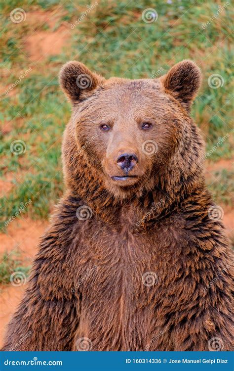 Portrait of a Brown Spanish Bear Stock Photo - Image of forest, large: 160314336