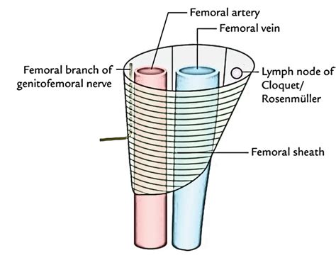 Femoral Sheath – Earth's Lab