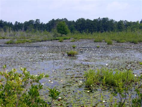 A Bog Scape | The plant ecosystem of a ould cranberry bog | michael ...