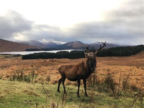 Scottish Red Deer, Cervus Elaphus Scoticus photograph taken on my way ...