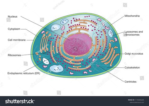 Top View Mammalian Cell Structure Cellular Stock Illustration 1176005269 | Shutterstock