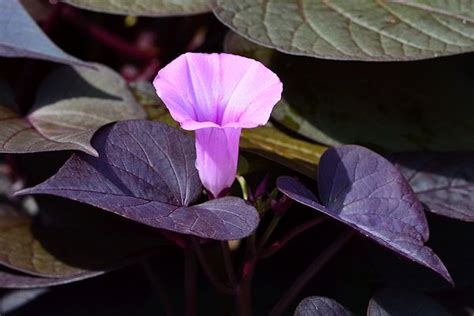 Purple Sweet Potato Vine Flower : Sweet potato vine grows practically anywhere, from full sun to ...