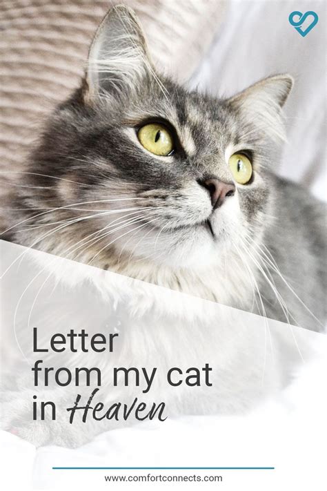 Letter from Heaven | Message from your cat at rainbow bridge | Cat heaven, Rainbow bridge, Cats