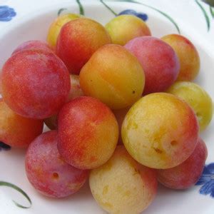 Chickasaw Plum Inventory - General Fruit Growing - Growing Fruit