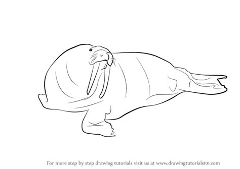 Learn How to Draw a Walrus (Antarctic Animals) Step by Step : Drawing Tutorials