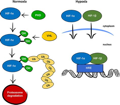 Hif 1 Signaling Pathway