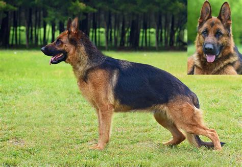 Sold / Retired - Emi K-9 German Shepherd Dallas