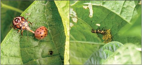 Predators of Mexican bean beetle. Predatory stink bug nymph (Hemiptera ...