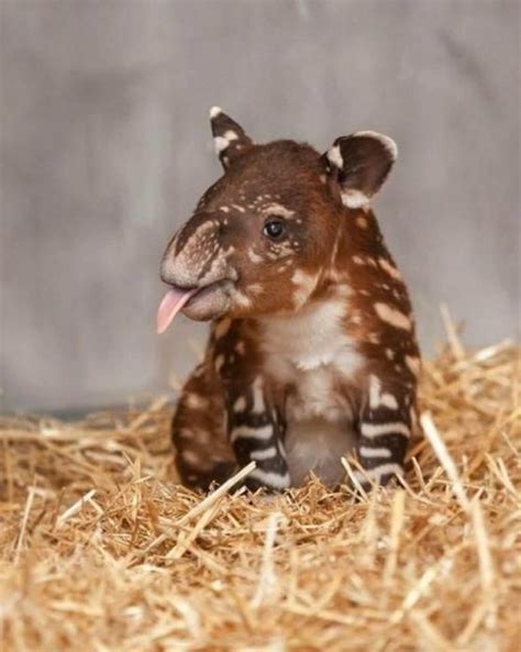 Baby tapir sticking tongue out. | Animals - Large Mammals | Pinterest