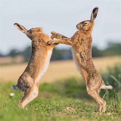 Hare mythology hares in folklore hare symbolism and boxing hares – Artofit