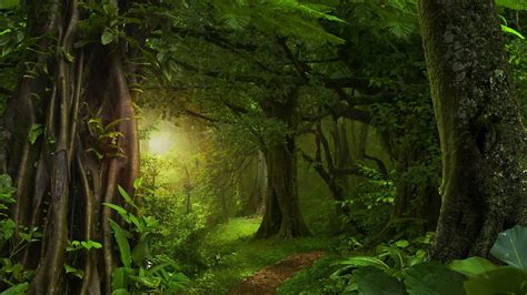 Dense Forest Wallpapers - Top Free Dense Forest Backgrounds ...