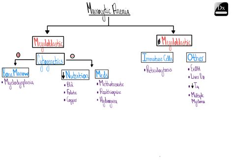 Macrocytic Anemia – The Clinical Problem Solvers