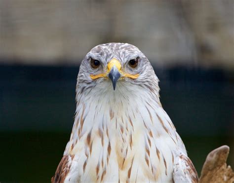 Hawks In North Carolina: Catch A Glimpse Of All 9 Species