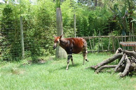 okapi running by germany43 on DeviantArt