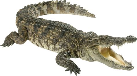 Download Green Crocodile PNG Image for Free