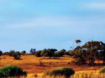 Mallee | Definition, Description, Ecosystem, Plants, Australia, & Facts ...