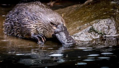 Adopt a Platypus - Tax Deductible Donation - WWF-Australia | Adopt a ...