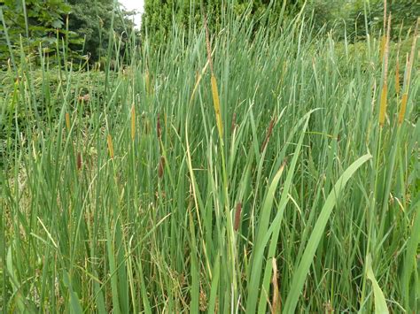 Calderdale Wildlife: Lesser Bulrush