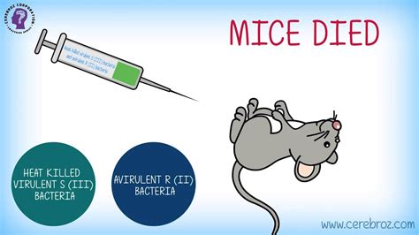 Griffith's Experiment Bacterial Transformation - YouTube